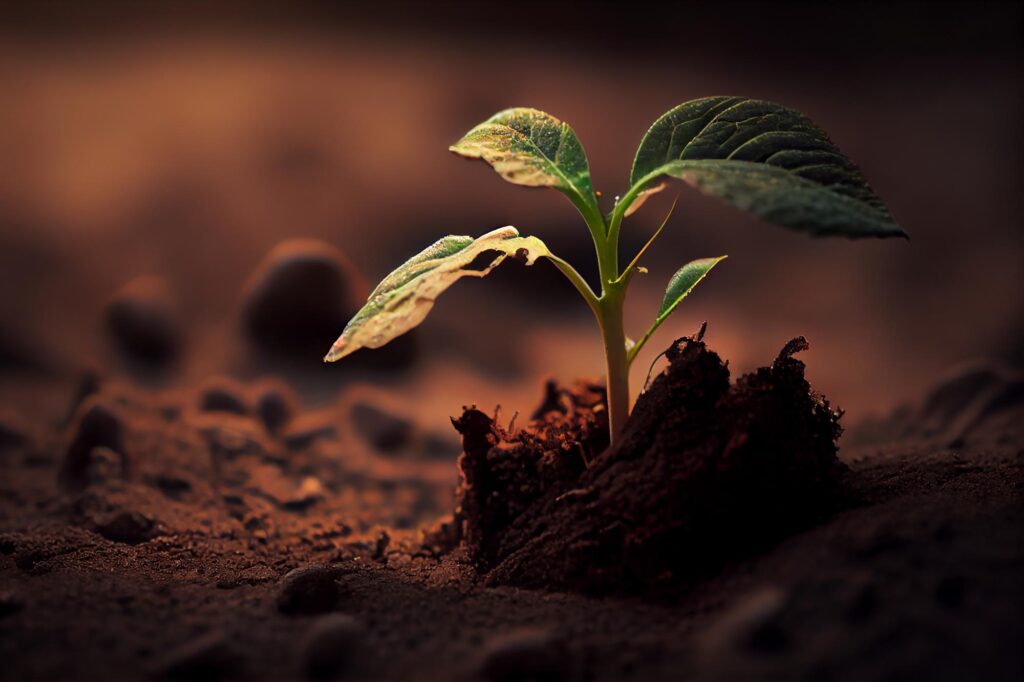 growing green plant